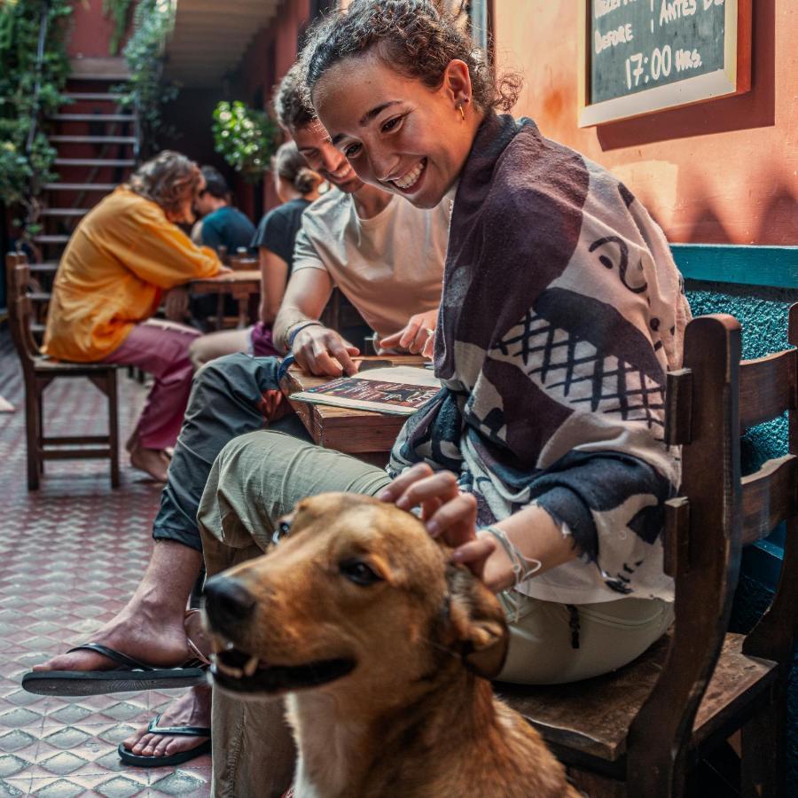 Hostel Kaclla, The Healing Dog Lima